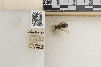 Media type: image;   Entomology 770829 Aspect: Labels